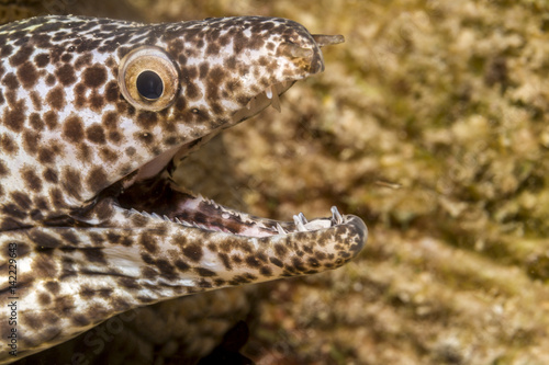 Fototapeta Naklejka Na Ścianę i Meble -  spotted moray; Gymnothorax isingteena