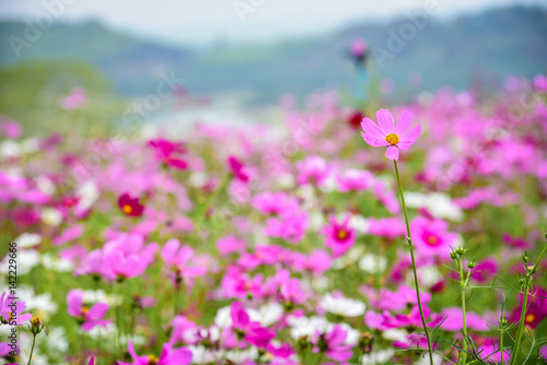 Cosmos Flower field with sky,spring season flowers © juthamaso