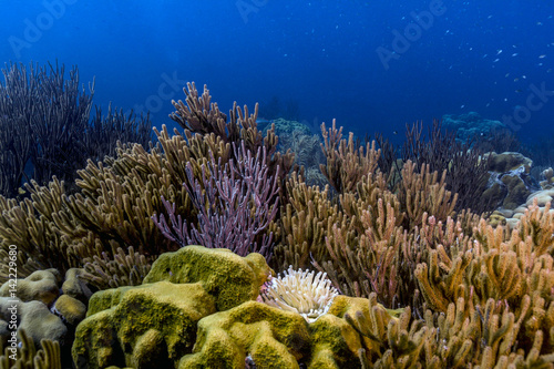 coral reef off coast
