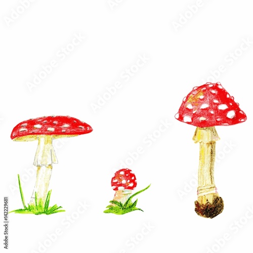 color pencils vector fly agaric mushrooms. Isolated on white background.