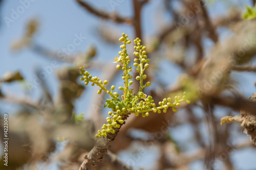 Junge Triebe am Weihrauchbaum © cbasting