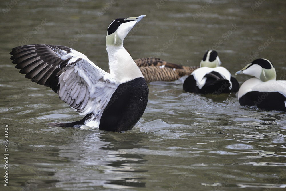Fototapeta premium Portrait of Common Eider duck bird Somateria Mollissima in Spring in natural habitat
