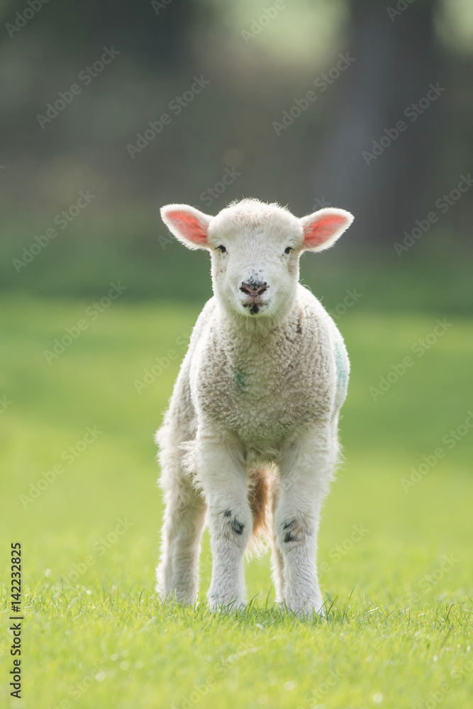 Naklejka premium Sheep, Lamb, Ram, Ovis aries