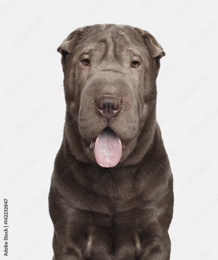 Portrait of Gray Shar-pei Dog smile on Isolated White Background, Front view