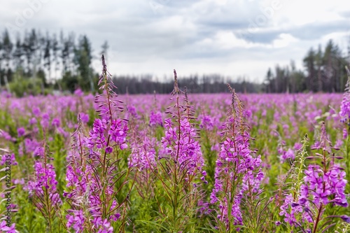 large field of blooming fireweed in the woods in the summer