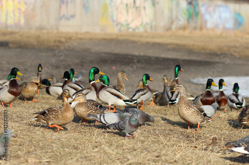 Mallard ducks in the spring on the Yenisei