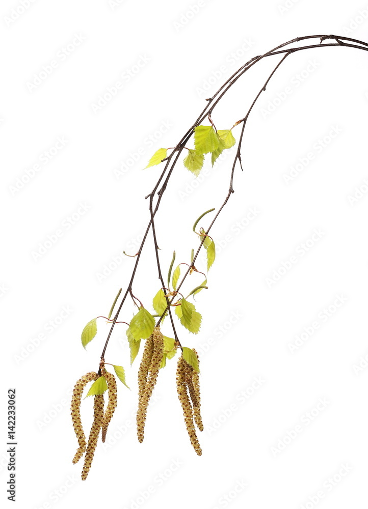 Obraz premium Gałązka bazi brzozy, łodyga betula pendula ament, młode wiosenne liście, na białym tle