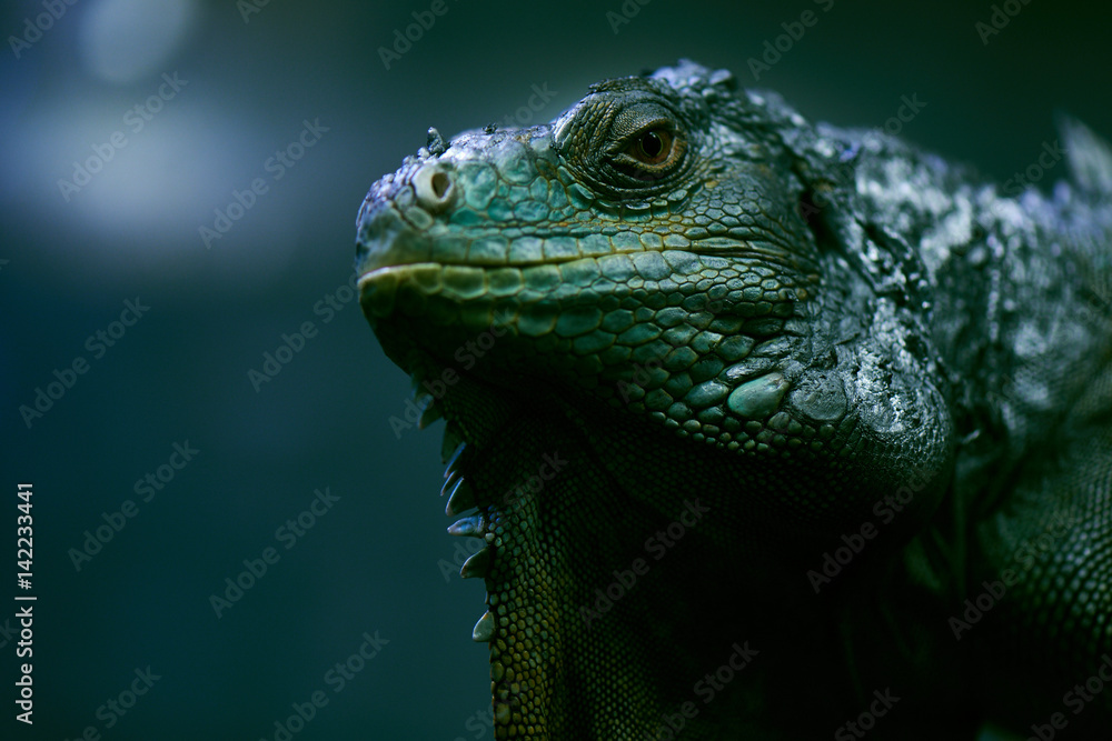 Portrait of iguana closeup