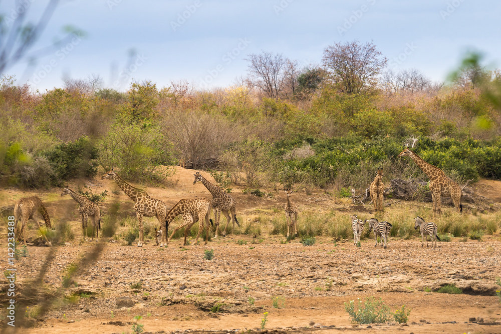 Herd of Giraffes and Zebras Standing in River Bed, South Africa, Kruger