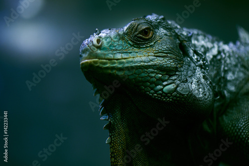 Portrait of iguana closeup