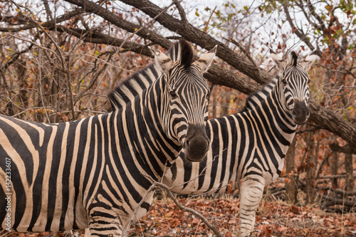 Two Plains Zebras Standing in Savannah  South Africa  Mapungubwe Park  Africa