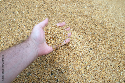 Hand holding golden wheat seed