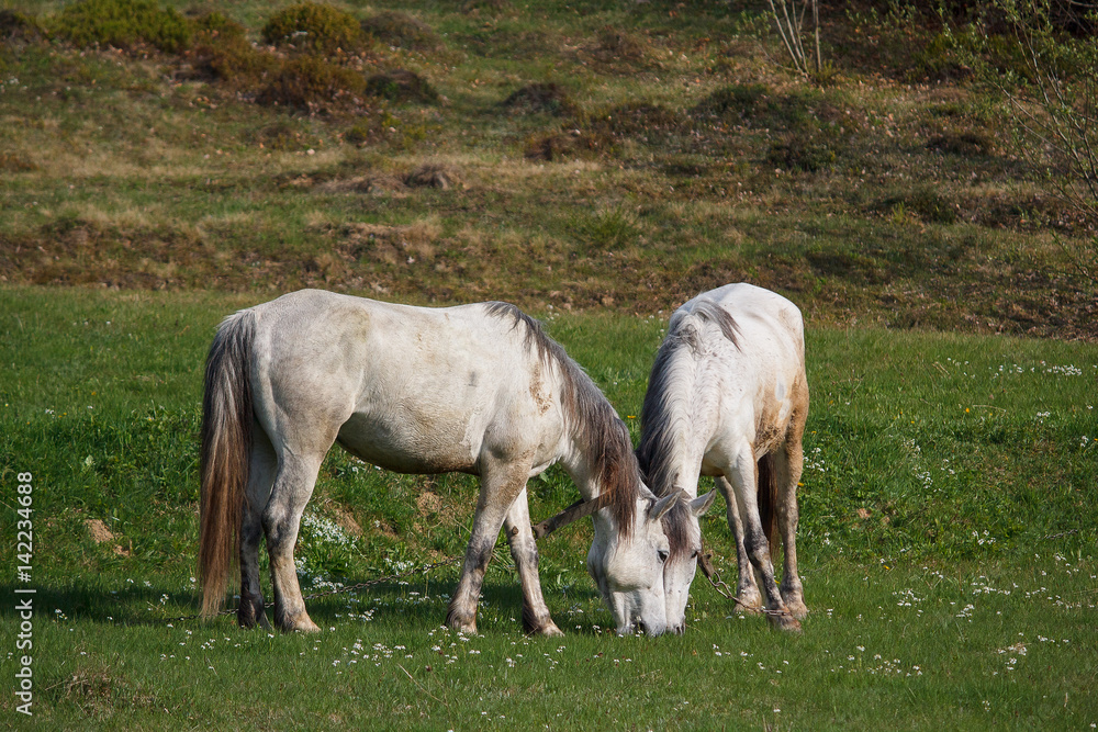 Two white horses graze in a meadow. Animals Two white horses graze in a meadow. Animals