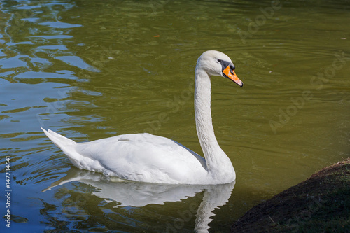 Elegant white swan floats in a pond. Birds