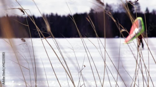 Kitewing skier behind windy reeds photo