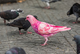 Many colorful pigeons on the street in Saigon, Vietnam. Selective focus on pink pigeon.