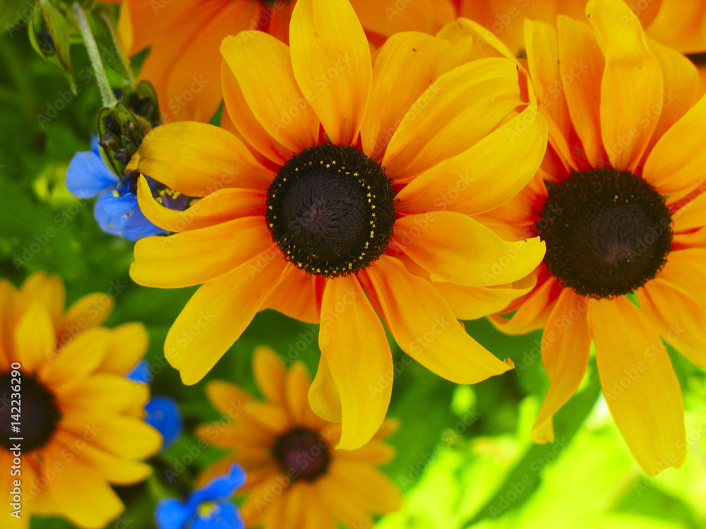 Fototapeta premium Chamomile