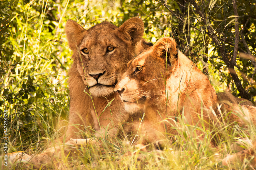 Two juvenile male lions lying close to each other in the shade Two juvenile male lions lying close to each other in the shade