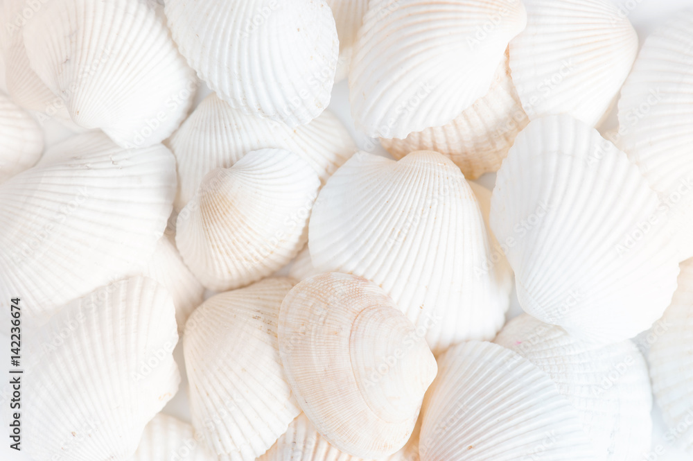 White background of shells