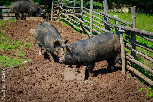 Berkshire pigs in a North American farm setting.  These pigs are a very old heritage breed from Britian.