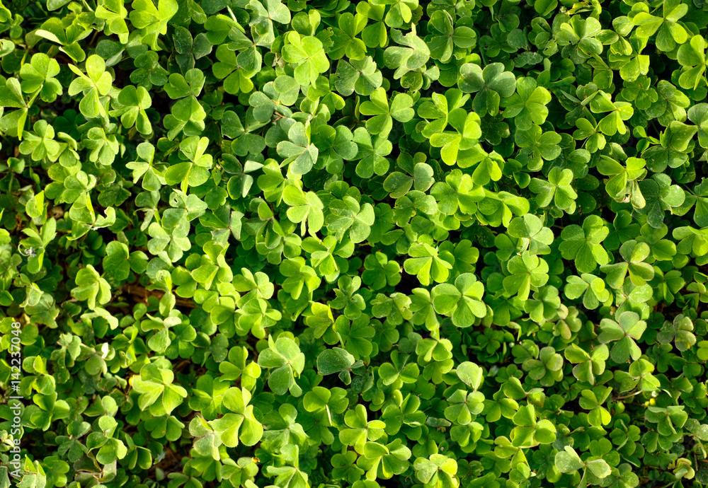 Obraz premium Green clover field