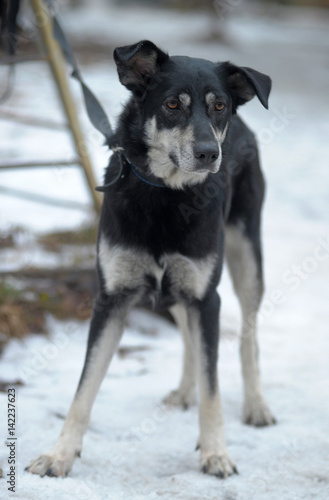 Black with white dog pooch on a leash in winter photo