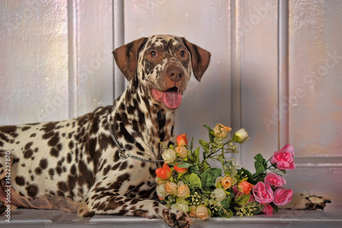 Dalmatian with flowers photo