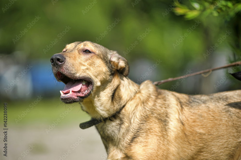 Pooch in the summer