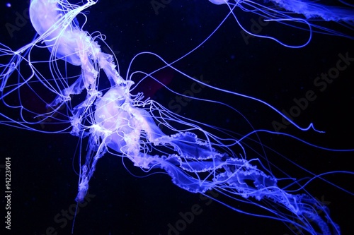 Glowing Jellyfish in the Ocean