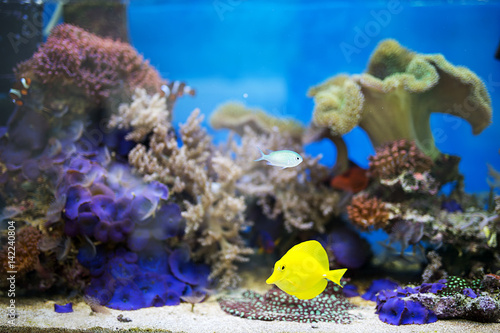 Fototapeta Naklejka Na Ścianę i Meble -  Yellow tang fish in aquarium