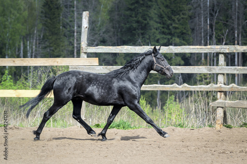 Black horse run trot outdoors on summer background