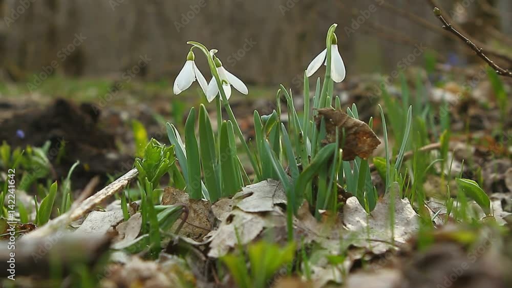 First spring flowers snowdrops in the woods. Beautiful spring flowers in the wild. Snowdrops in nature. First spring flowers snowdrops in the woods. Beautiful spring flowers in the wild. Snowdrops in nature.