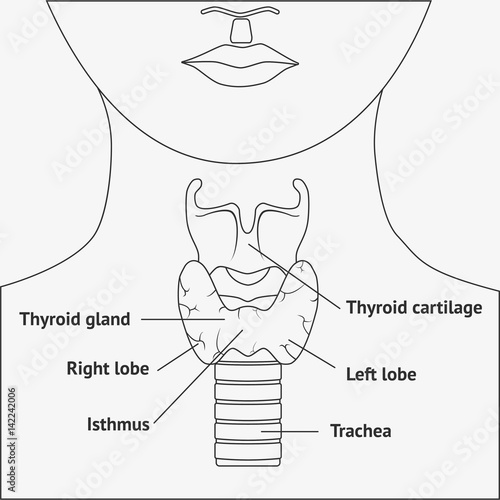 Human larynx anatomy