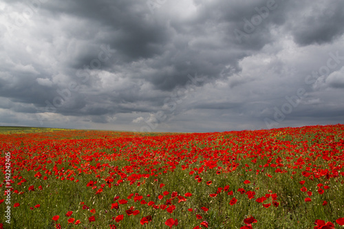 Fototapeta Naklejka Na Ścianę i Meble -  Red poppies and stormy sky