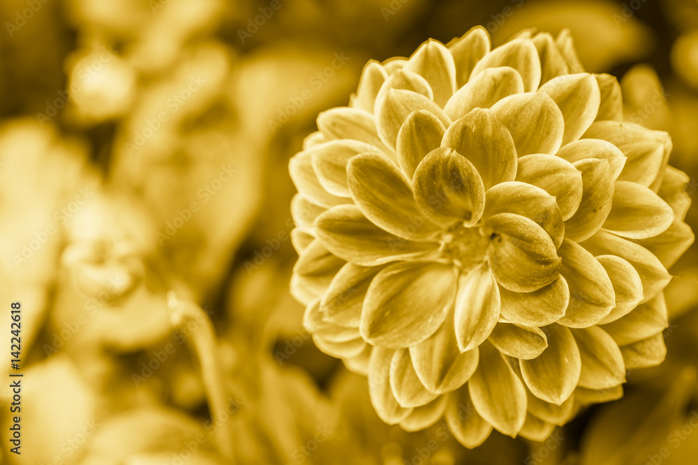 golden flower. golden flower.