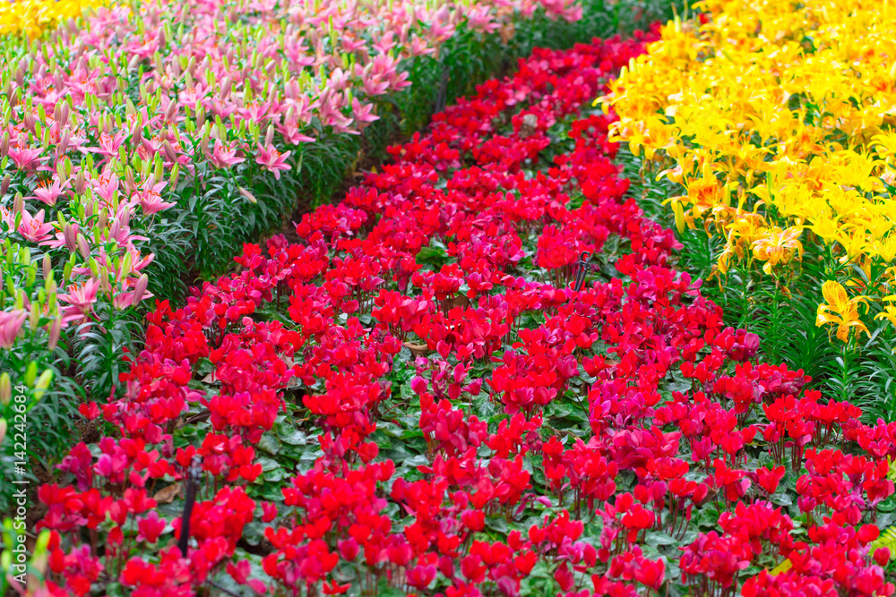 flower road. floral path way.