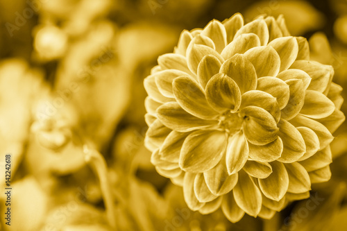 golden flower.