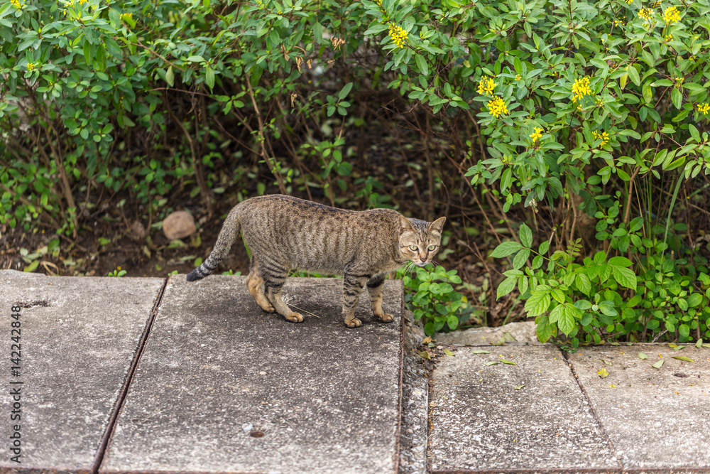 Obraz premium wild tiger pattern cat in the garden.