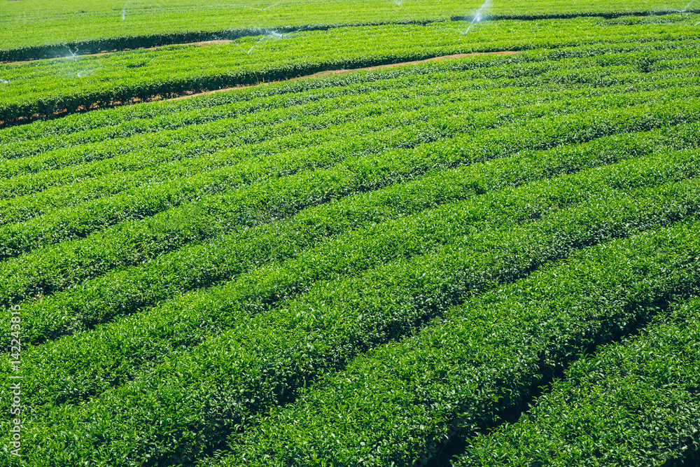 green tea agriculture field. green tea agriculture field.