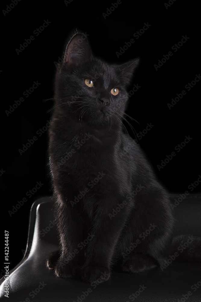 Portrait of a black cat on a black background