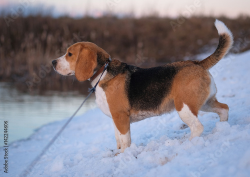 The Beagle at the spring walk at sunset