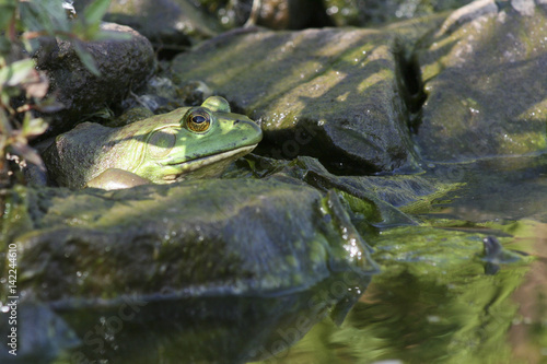 Frog on a rock in the water of a marsh. Toad in a pond.