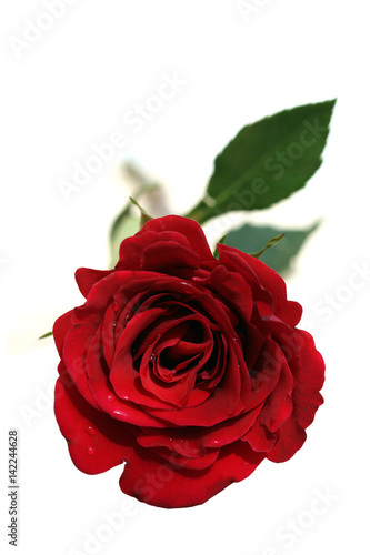 Wallpaper Mural Beautiful fresh red rose isolated on white background Torontodigital.ca