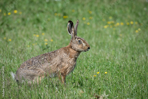 Brawn hare