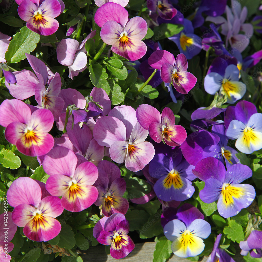Fleurs de Viola cornuta