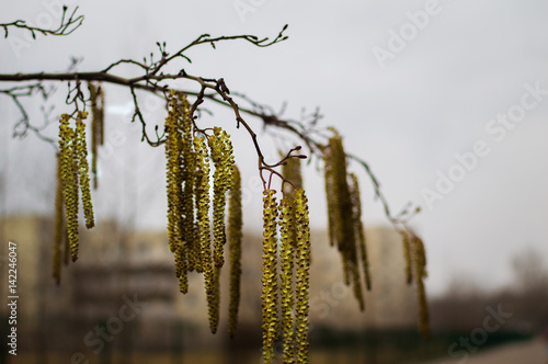 A branch of alders with catkins.The first breath of spring.