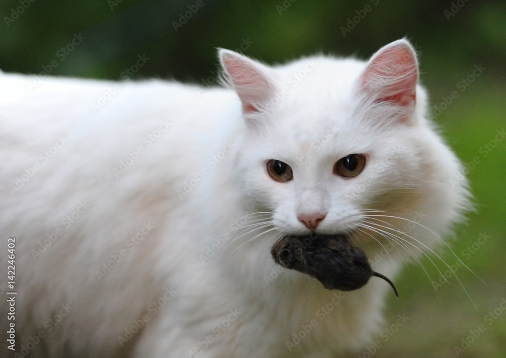 Obraz premium Cat with mush in the teeth