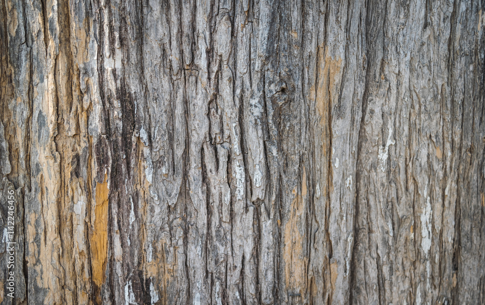 Wood texture for background copy space. Wood texture for background copy space.