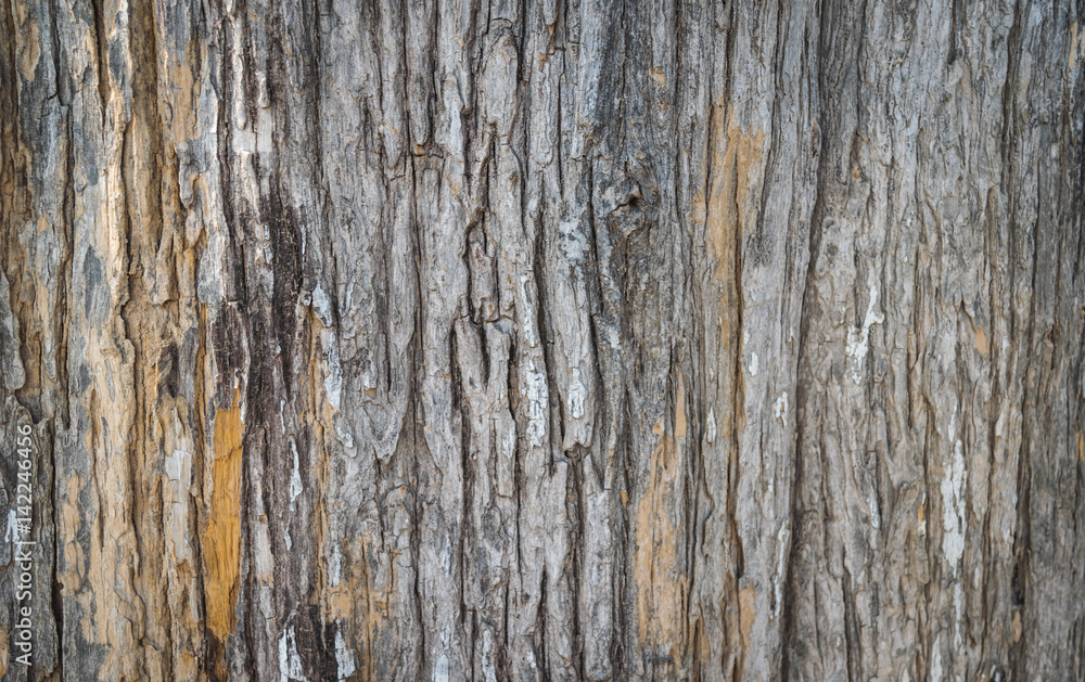 Wood texture for background copy space.