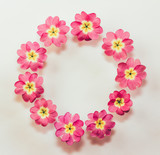 circular floral frame of pink primrose flowers on white background with space for text. Flat lay, top view